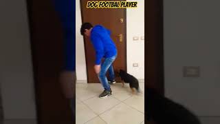 Mi perrita juguetona dog love doglover shortsfeed shortvideo shorts short shortvideo [upl. by Lamoureux]