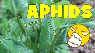 How to treat an aphid infestation in your garden [upl. by Tallbot]