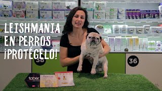 Síntomas de la Leishmaniosis en Perros ¡Protege a tu mascota  Tiendanimal [upl. by Ringe]