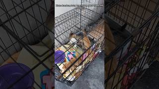 KieKie  KieKo dan Kieka fypyoutube cat shortvideo catlover kucing kitten [upl. by Laitselec6]