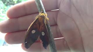 BIG MOTH Expands wings in REALTIME Rhodinia fugax [upl. by Leuamme]