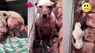 The dog waited for hours in the mud for help for his puppies [upl. by Tiffani]