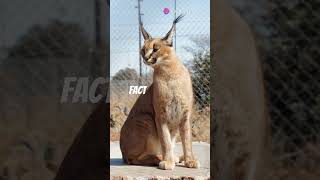 facts about caracals 🔥🔥💯👍 [upl. by Martijn]