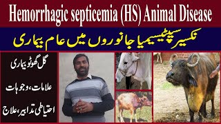 Hemorrhagic Septicemia HS In Animal  گل گھوٹو کی بیماری  GalGhotu Disease  Qasim Malik [upl. by Blondy216]