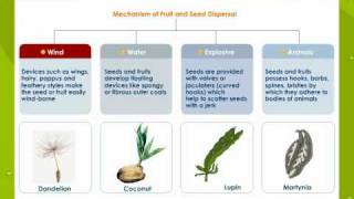 Fruit and seed Dispersal [upl. by Clive]