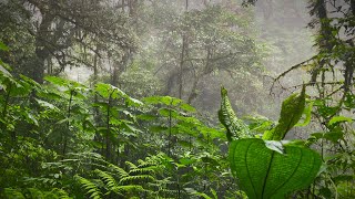 Tropical Rainstorm Sounds in Rainforest  Rain White Noise No Thunder [upl. by Nareht295]