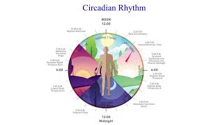 Circadian rhythm sleep phase disorders  VCE Psychology [upl. by Ecirb959]