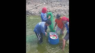 Casting Nets  Shrimp Harvest [upl. by Aisatnaf]