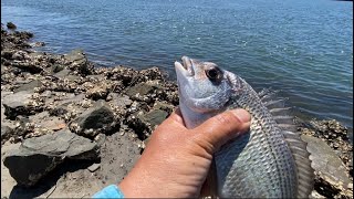 BEAUTIFUL PLACE FOR BREAM FISHING LION PARK [upl. by Mendoza98]