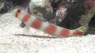 Pinkbar Goby Amblyeleotris aurora  LiveAquariacom [upl. by Adamec]