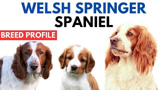 Welsh Springer Spaniel Breed Profile History  Price  Traits  Grooming Needs  Lifespan [upl. by Pinto]