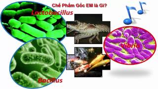 Chế phẩm EM gốc là gì  ứng dụng EM trong chăn nuôi trồng trọt thủy sản LH 0987159123 [upl. by Ahsya]