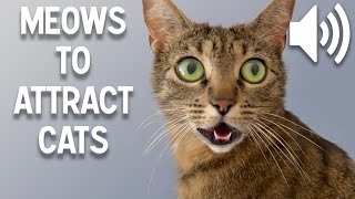 Sounds that attract cats  Meow to make cats come to you [upl. by Anaicul]