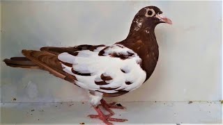 MEULEMANS RACING PIGEONS GREECE FARMA PIGEONS FARMA SKYDRAGR TIL 6982003778 [upl. by Mowbray]