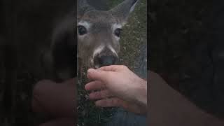 The Deer Whisperer Cute deer licks my hand buffalonewyork eddiethemouth shorts [upl. by Tiler]