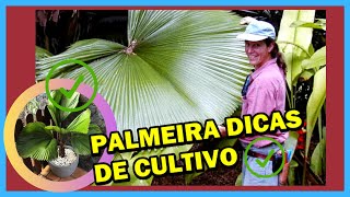 Palmeiras Leques Licuala peltata e Licuala grandis dicas e informação de cultivo [upl. by Alleira]