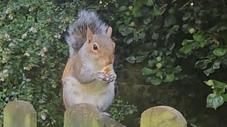 🐿 Squirrel grovepark weston squirrelwatching cuteanimals 2024 bekindtoanimals wildlife cute [upl. by Namielus]