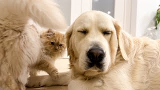 Funny Cat Wakes Up Golden Retrievers [upl. by Capp2]