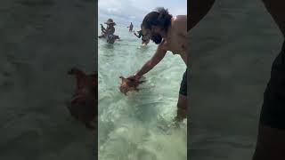 Swimming with the pigs in Bahamas 😝 [upl. by Torrell]