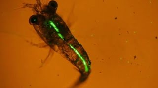 Plankton eating plastic caught on camera for the first time [upl. by Nodnahs]