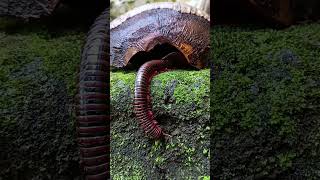 Millipedes coming out of coconut shells🐚🥥 arthropods millipede scary shorts [upl. by Yolande928]