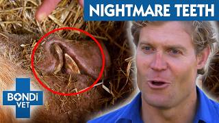 Shocking Pet Teeth Disasters  Best Of Bondi Vet [upl. by Initirb]