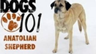 Dogs 101  Anatolian Shepherd [upl. by Malvia]