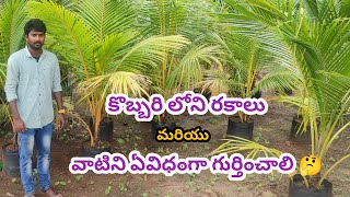 Coconut Plants In Telugu  Kobbari Mokkalu Coconut verietys Telugu  Kadiyam Abbai  Coconut [upl. by Monique571]