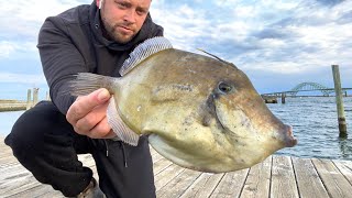 Giant Orange Filefish amp Porgy Surf Fishing Long Island in MidOctober [upl. by Dewie20]