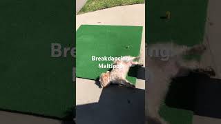 Breakdancing Maltipoo maltipoo breakdance Dog scratching  maltipoo dog golfmat breakdance [upl. by Irdua169]