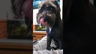 Dog Steals Spicy Food 🥵 Instant Confusion 😋 dog puppy cuteanimals funnydogs [upl. by Anahs990]