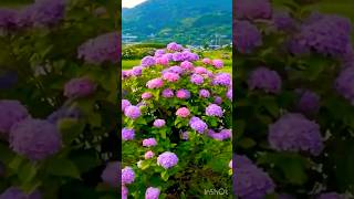 hydrangeamacrophyllaгортензияgardenгортензіяflowers parkjardinshortsアジサイсадnaturelove [upl. by Aicinat]