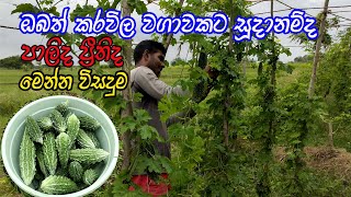 කරවිල වගාවේ ප්‍රේබේද  කරවිල වගාව  karawila wagawa sinhala  Bitter Gourd Cultivation [upl. by Macknair]