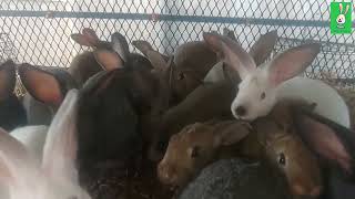 Backyard Rabbit farming Cuniculture tour of the weaners cage [upl. by Biddick]