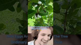 What is The white bhilawa tree 🌴 🥚 ytshorts shorts shortvideos viralvideos facts [upl. by Aivull853]