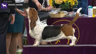 Basset Hounds  Breed Judging 2020 [upl. by Garlanda]