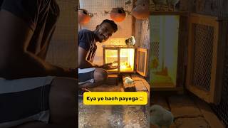 Kya ye bach payega🐥 petlover minivlog pigeonvlogger birds chicks murga murgi viralshorts [upl. by Ateval]