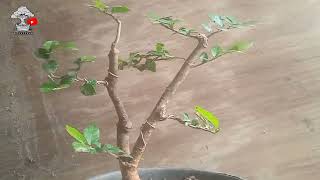 SERUT BAKALAN BONSAI TWIN [upl. by Ameehsat460]