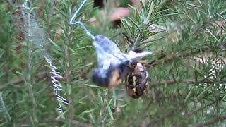 EPIC FAIL Spider tries to eat carpenter bee [upl. by Lehacim]