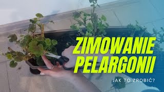 Zimowanie pelargonii Jak zimować pelargonie Jak przechować pelargonie zimą Porady ogrodnicze [upl. by Mehcanem]