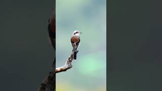 Long Tailed Shrike wildlife photography shortvideo [upl. by Auqeenahs885]