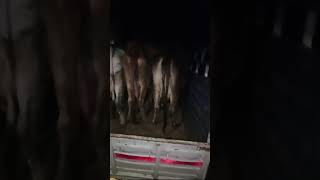 cow milking video [upl. by Denn]