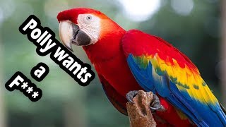 Top 10 swearing parrots swearing birds [upl. by Harret]