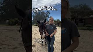 Showmanship SetUp Tips shorts equestrian horseriding [upl. by Aprile193]