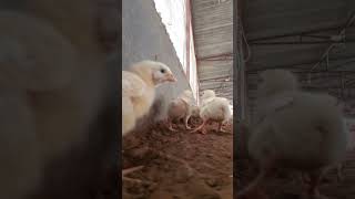 farming poultry farm reels shortvideo ravi all India farmers [upl. by Eelame554]