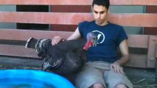 Turkey Talk with Turkey Lurkey [upl. by Hurleigh]