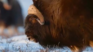 Musk Oxen Arctic Survivors with Ancient Rootsquot [upl. by Alekat929]