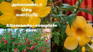 Allamanda plant complete carevarieties and propagation in tamil mygardenvoice [upl. by Bayard]