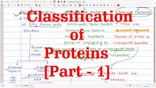 28 Classification of Proteins Part1  Based on Functions Chemical nature Solubility amp Shape [upl. by Gold]