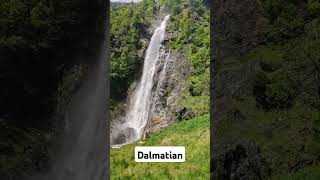 Our cute Dalmatian dog in the nature at the waterfall Partschins dalmatians dalmatiner waterfall [upl. by Brigg]